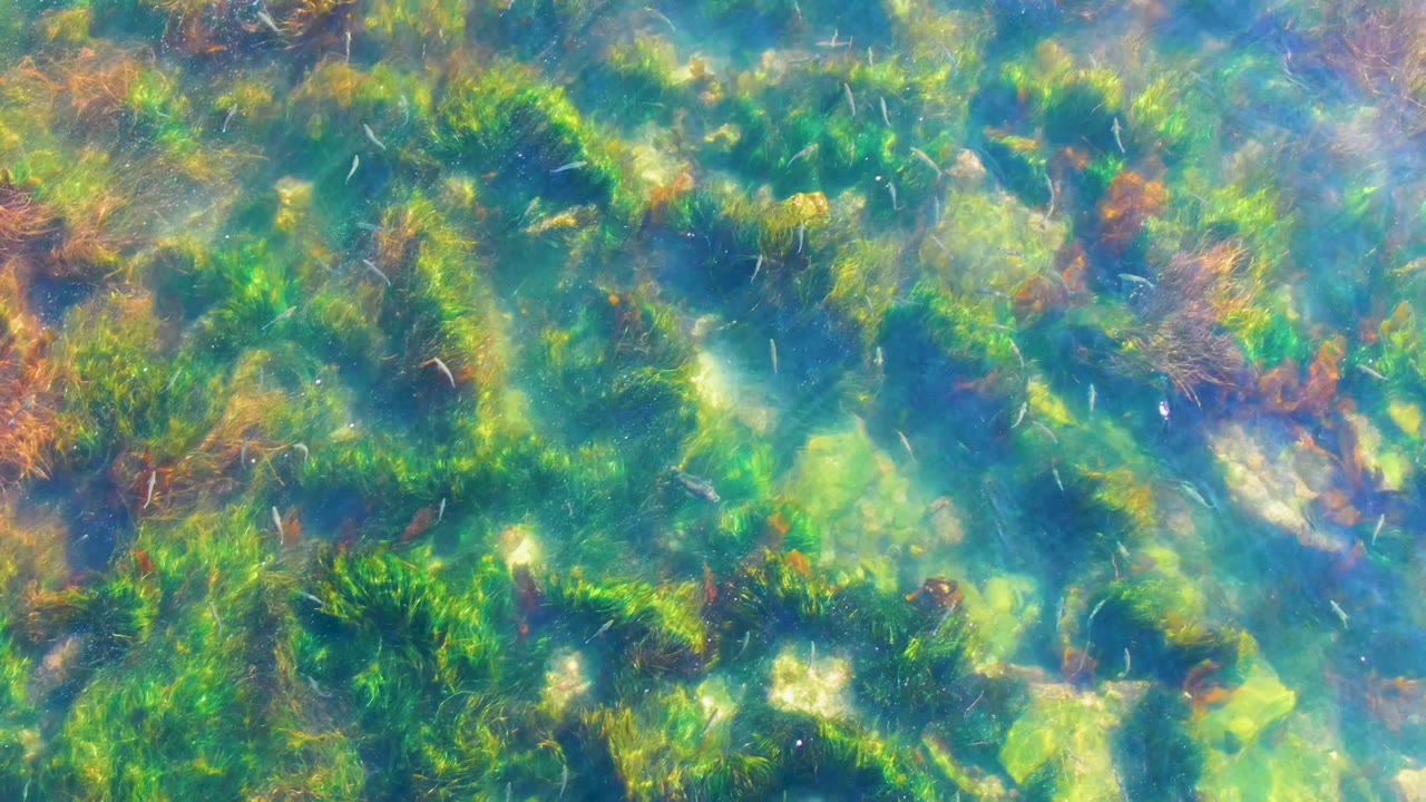Clear blue-green water at La Bocana reveals scattered pale rocks between seagrass clumps and brown algae, with no visible people in frame.