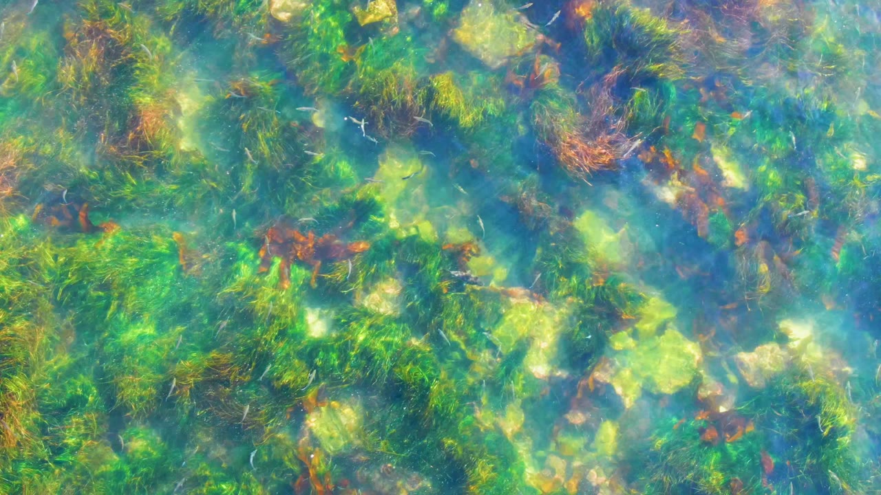 At 0:02 in La Bocana, Baja California Sur, bright green aquatic plants and pale bottom areas appear through rippled clear water, with no visible people.