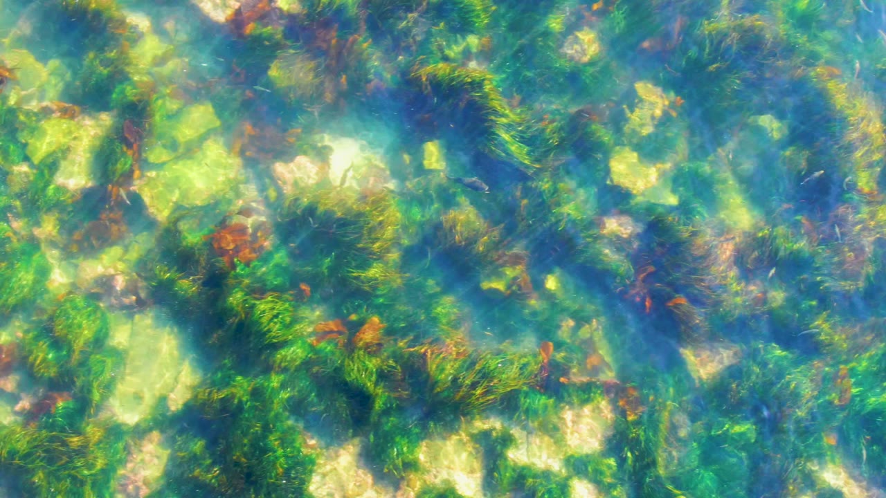 Clear shallow water in La Bocana, Baja California Sur, shows green seagrass or algae over pale ocean floor patches, with no visible people.