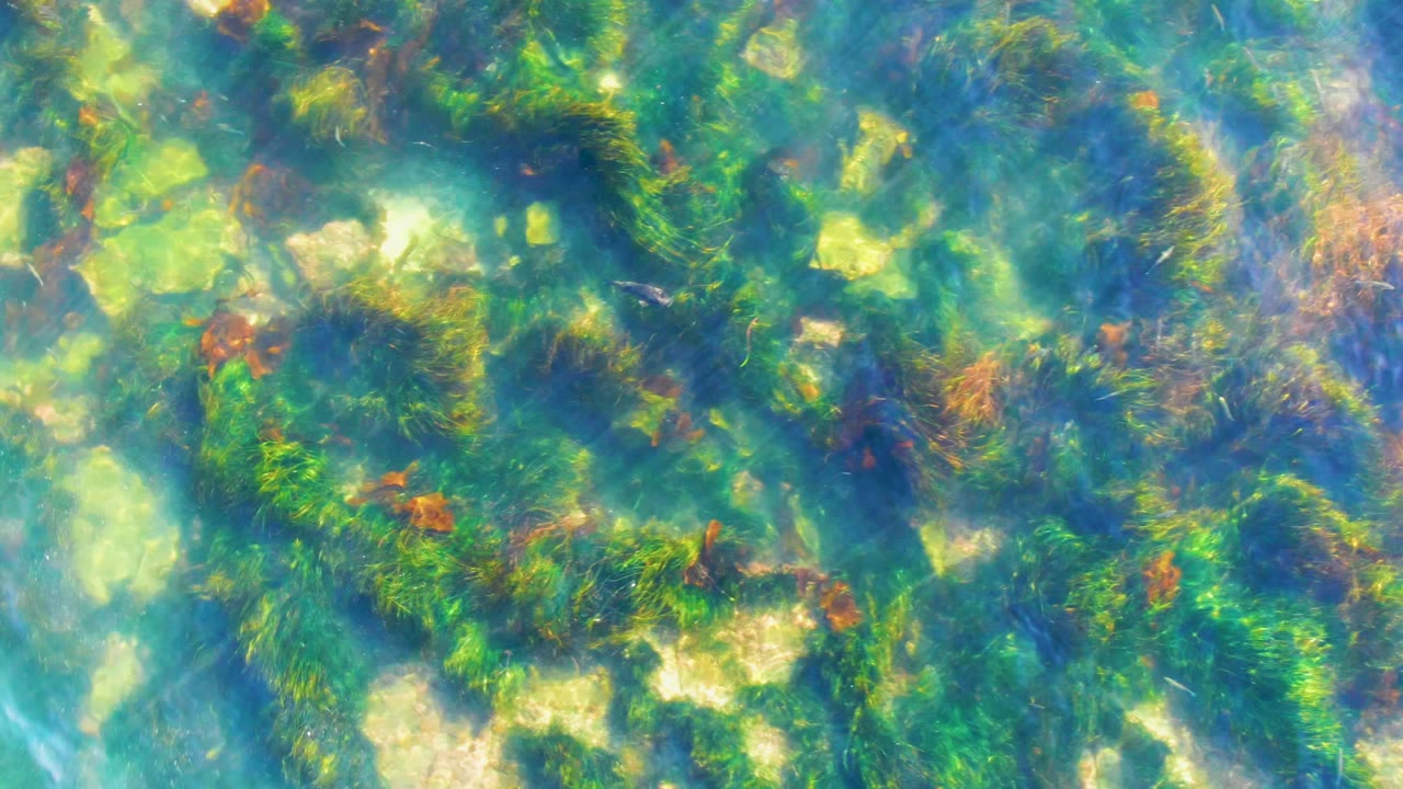 Dense green underwater plants and pale rocks seen through rippling clear water.