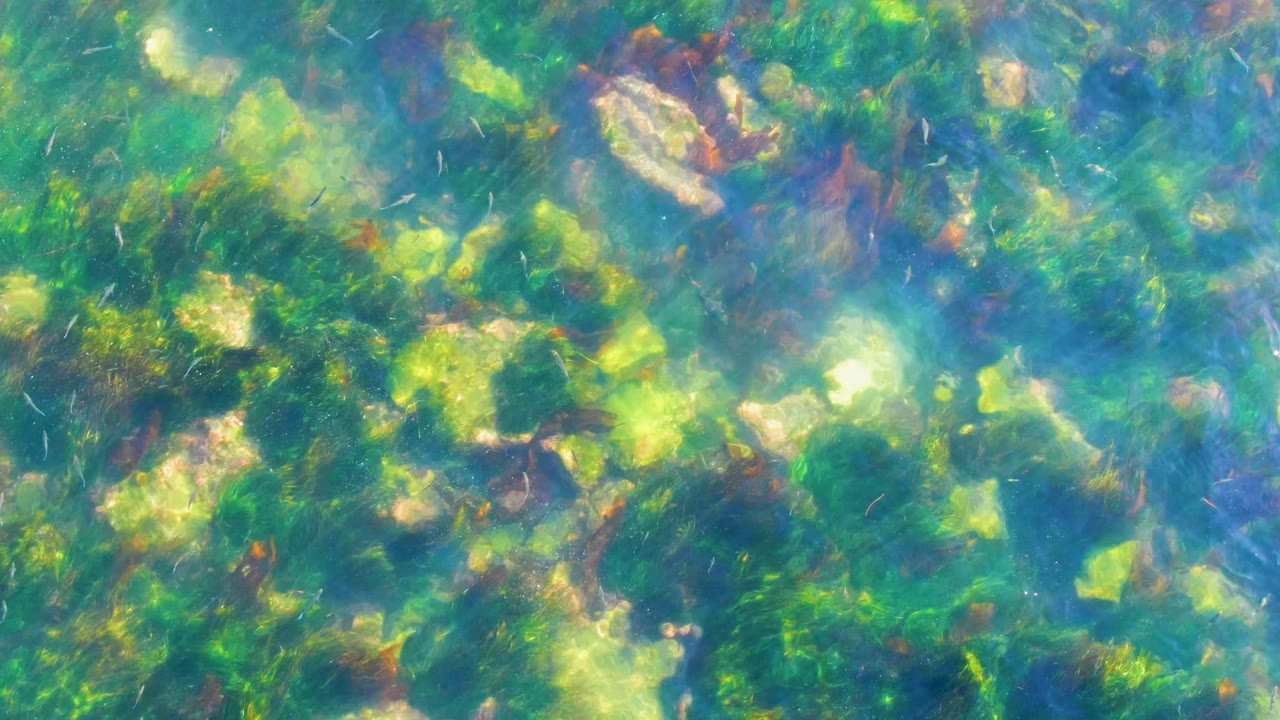 Clear underwater view at La Bocana, Baja California Sur, showing green seaweed, brown algae, and pale rocks across the seabed with no visible people.