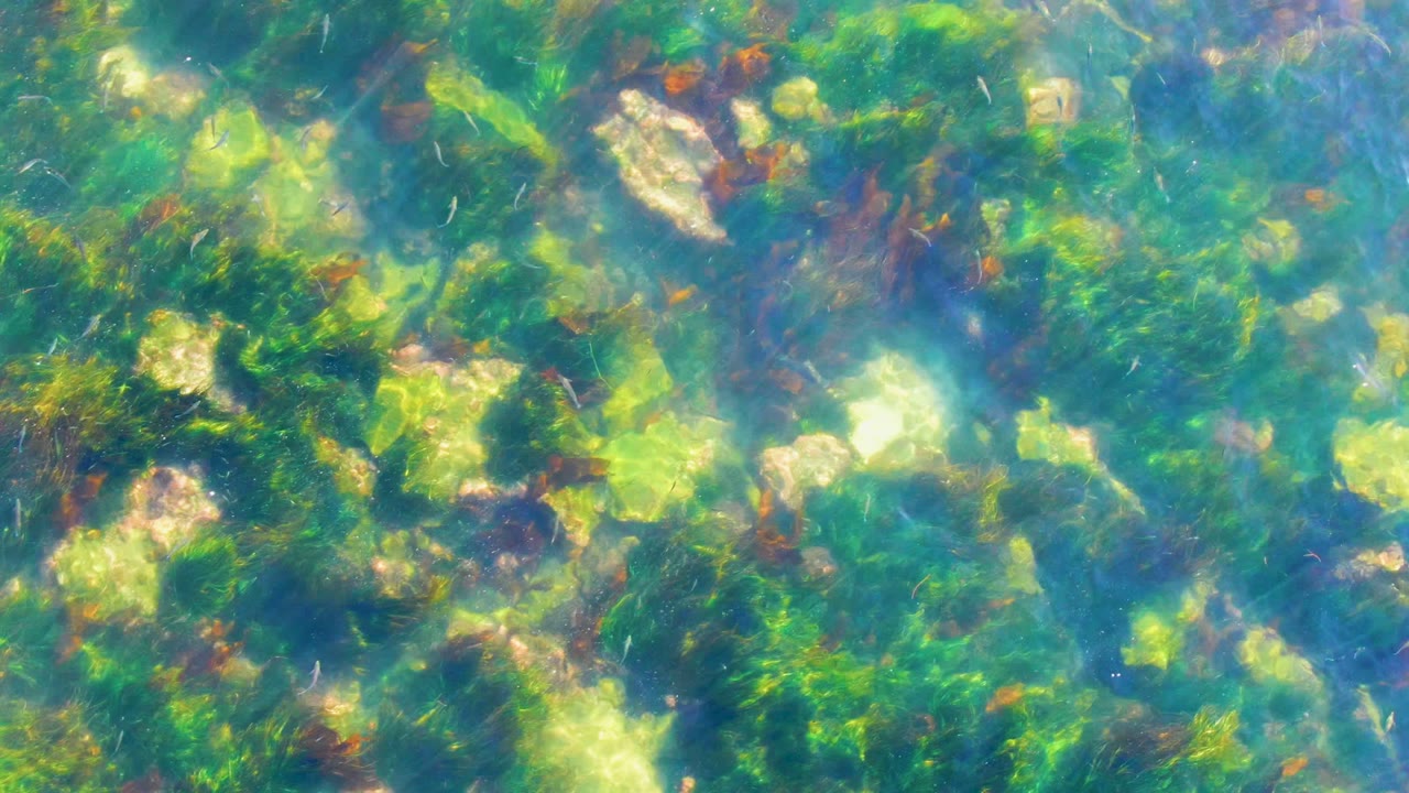 Blue-green water over algae and pale rocks.