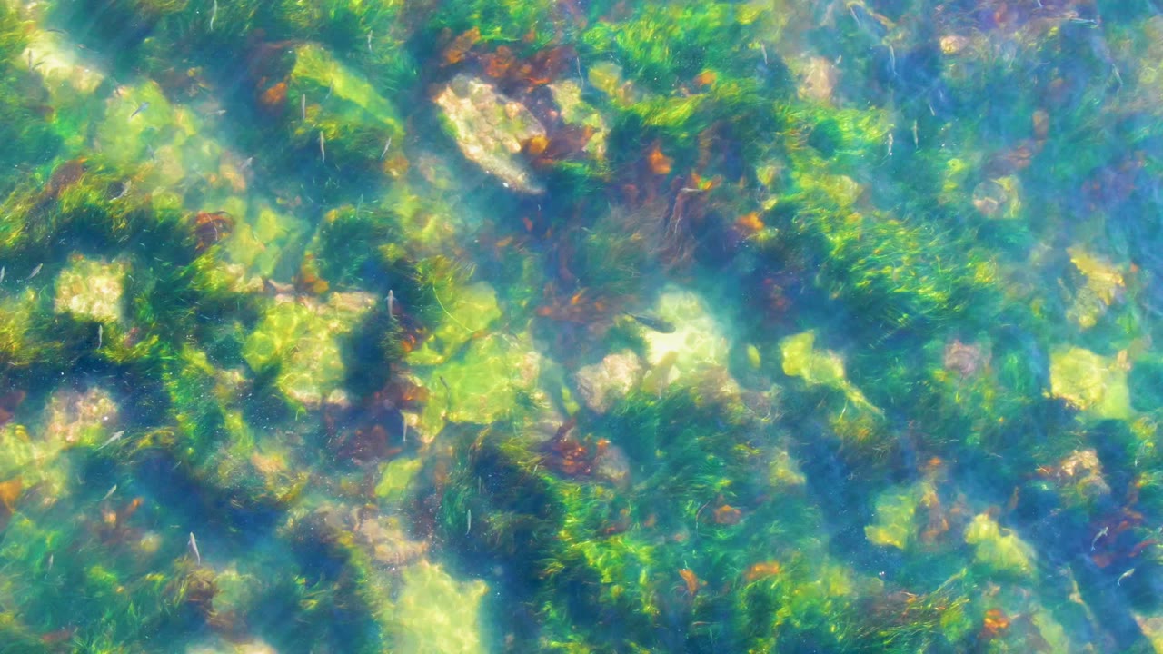 Underwater view at La Bocana showing seaweed patches spread across pale rock and darker plant growth, with no visible people.