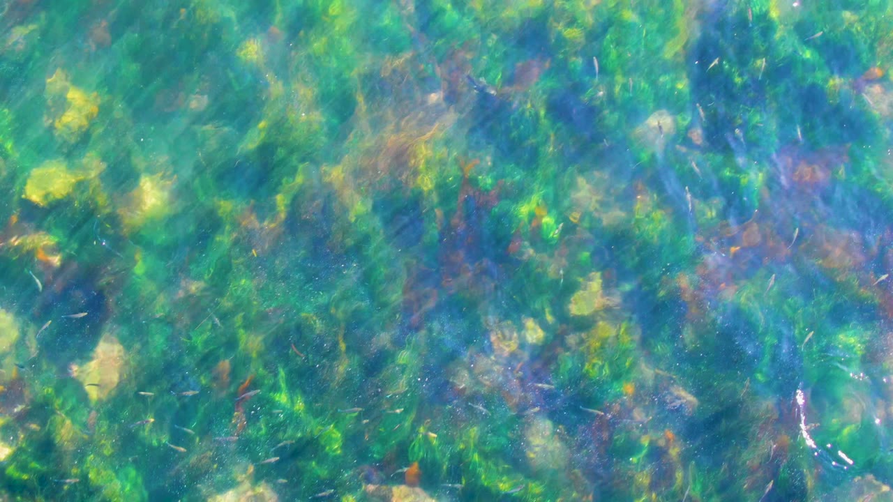 Underwater green seagrass and pale stones beneath rippled water