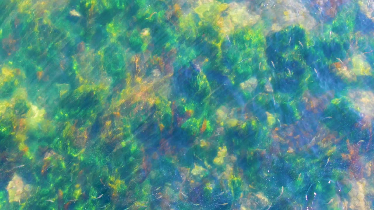 The La Bocana seabed appears dense with green aquatic plants, brown rock areas, and small pale stones seen through clear water, with no visible people.