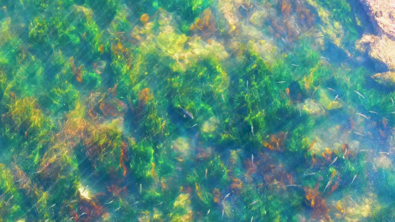 Straight-down view of clear shallow water in La Bocana, Baja California Sur, with green algae, brown seaweed patches, pale underwater rock, small fish, and no visible people.