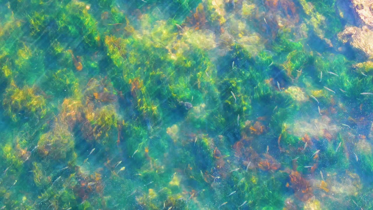Blue-green shallow water with algae mats and small fish