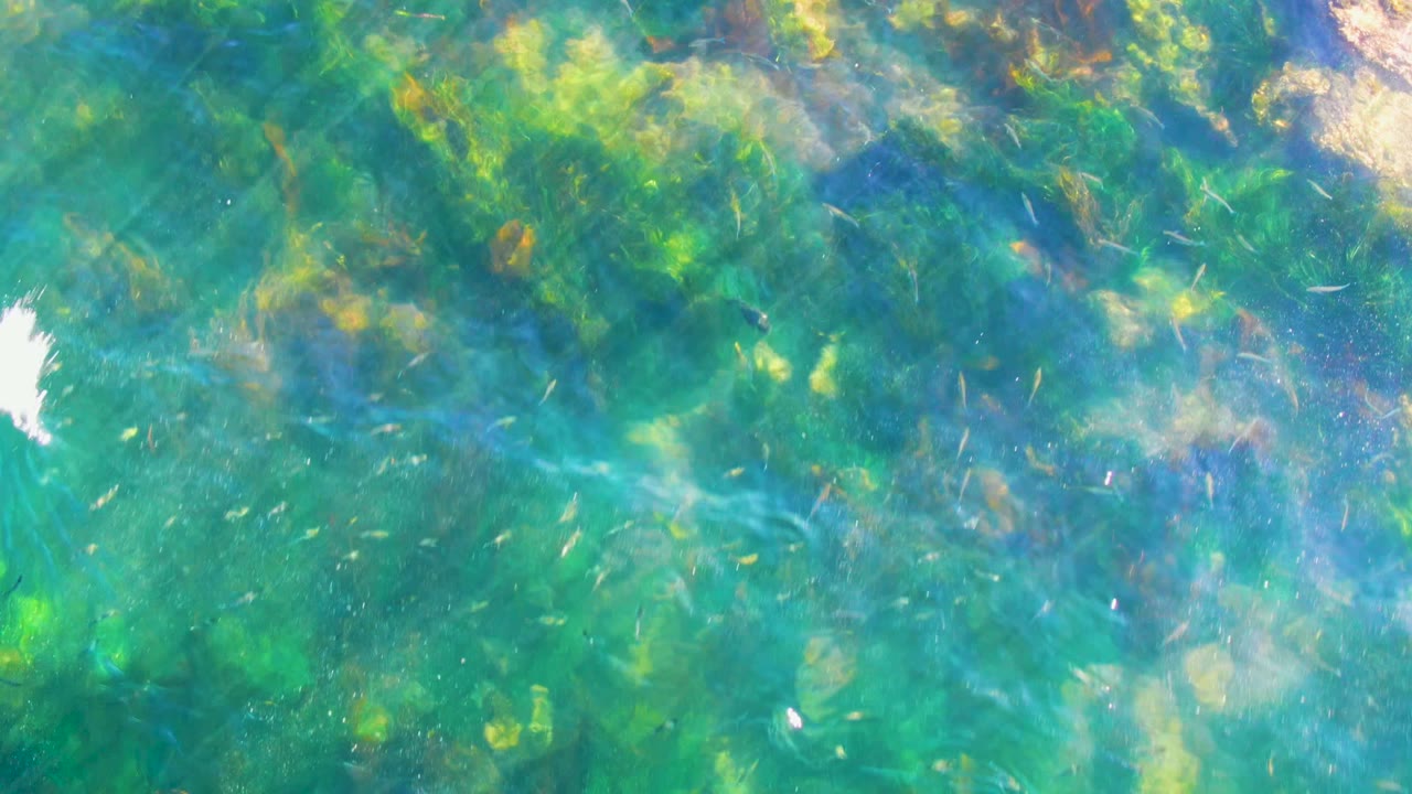 A straight-down La Bocana water view shows turquoise shallows, green algae, pale bottom patches, small fish, a bright white ripple or splash near the upper center, and no visible people.