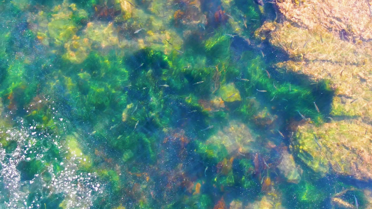 Rippling shallow water with green algae and tan rocks below.
