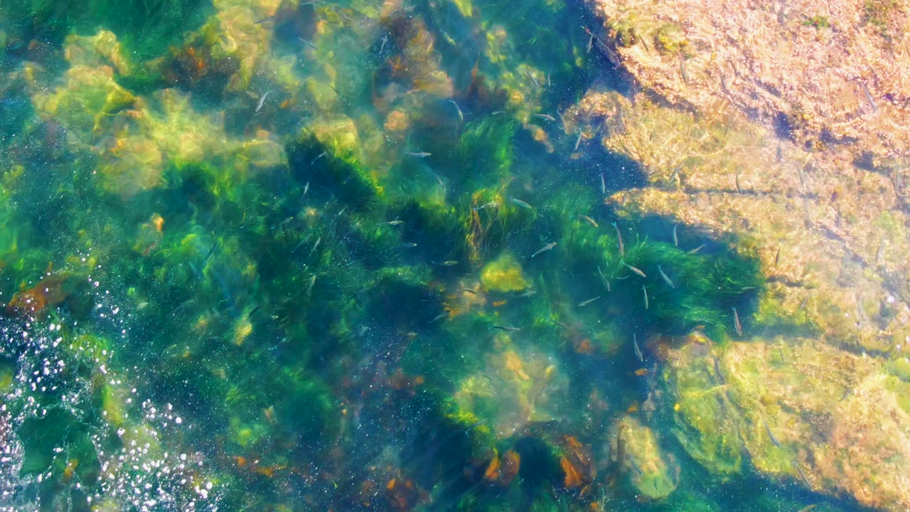 Clear shallow water at La Bocana, Baja California Sur sits beside a tan rocky shore edge, with green seaweed patches and no visible people.