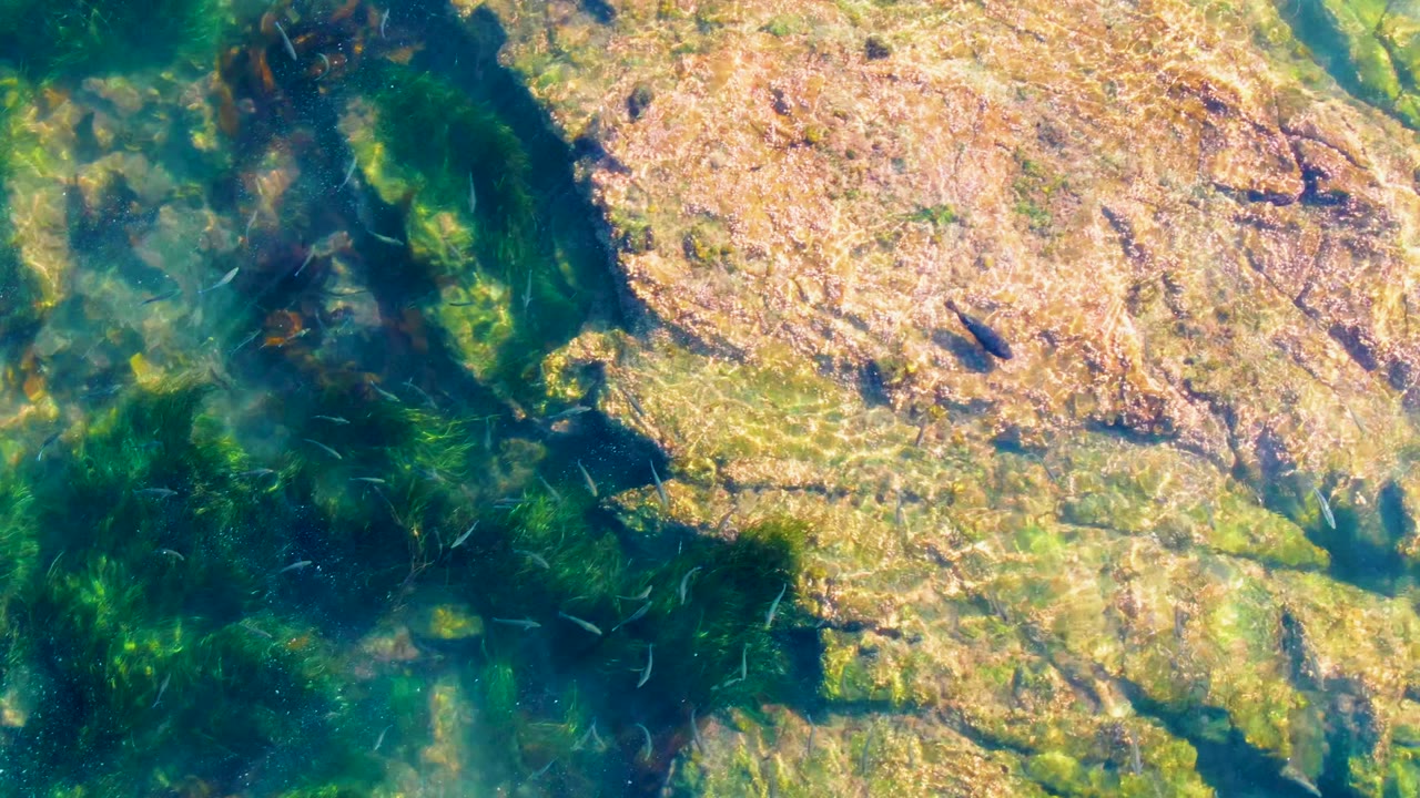 Top-down view of clear water over tan rocky seabed and dark aquatic plants in La Bocana, Baja California Sur, with no visible people.