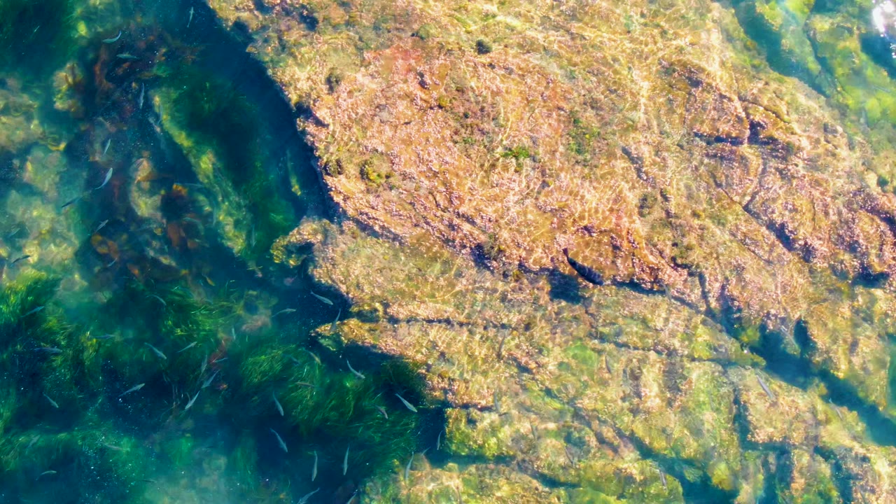 Submerged tan rocks seen through clear green water with small fish shapes nearby.