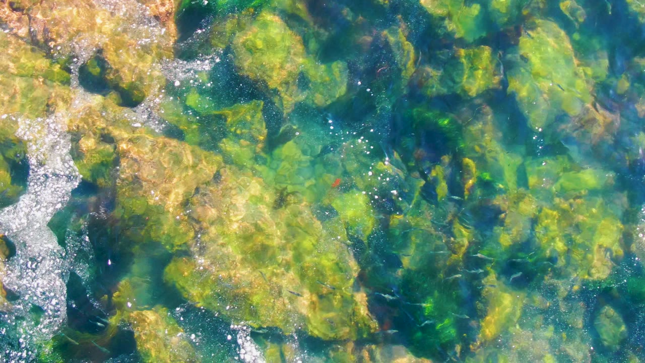 Foamy bubbles drift between submerged algae-covered rocks.