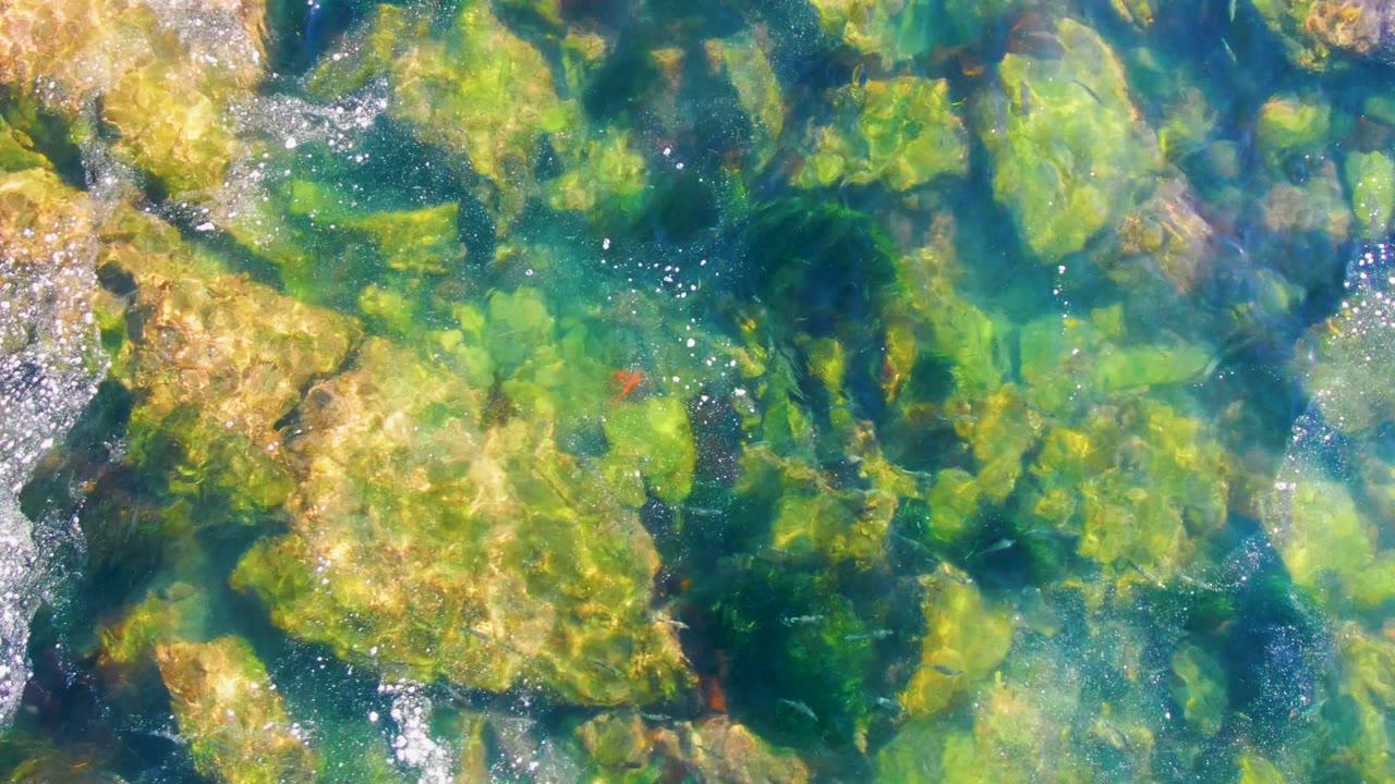 Clear shallow water in La Bocana reveals uneven tan rocks under green algae, with scattered sparkle on the surface and no visible people.