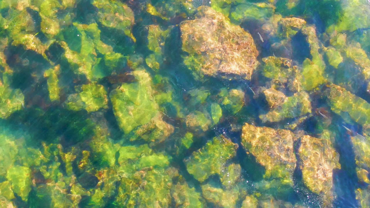 Algae-covered river rocks under rippling water