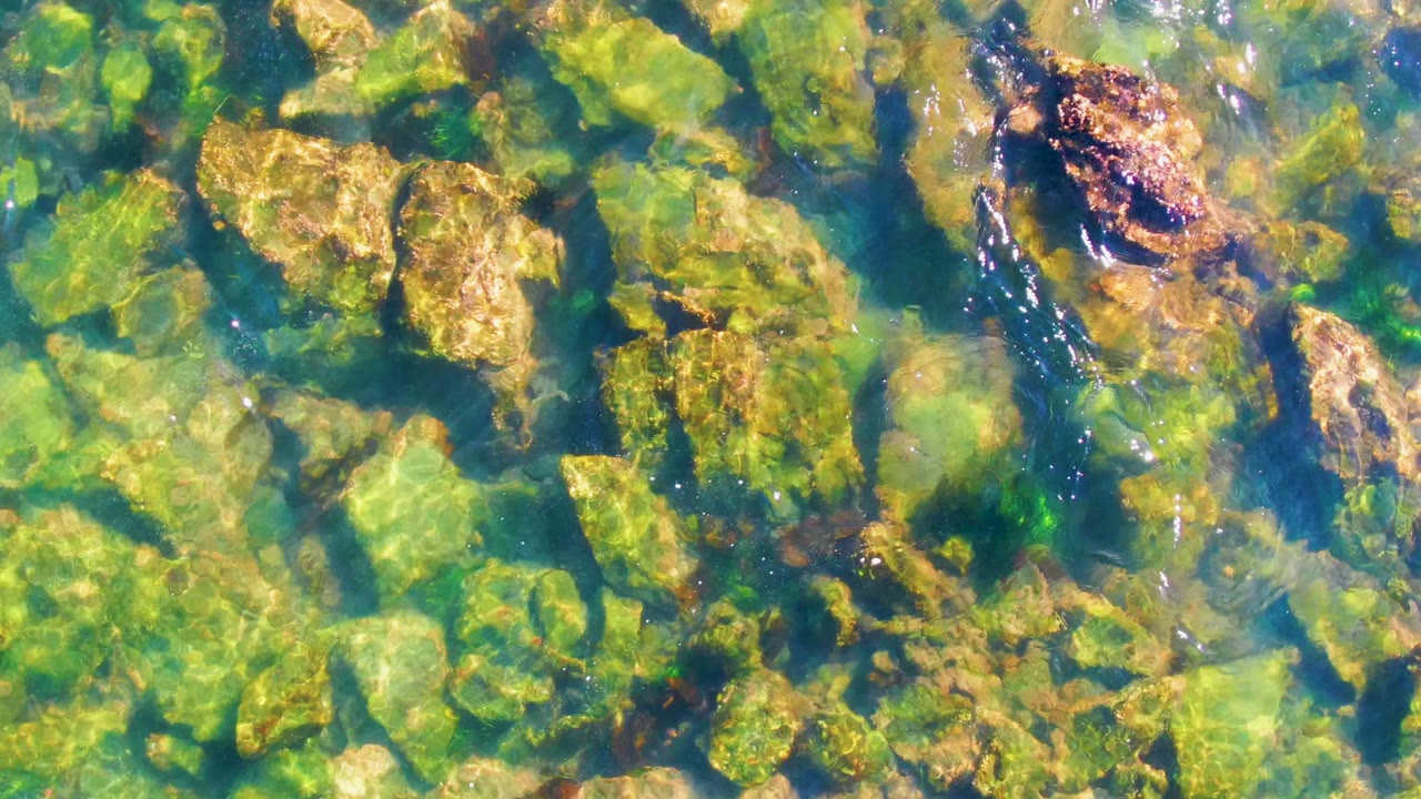 Green algae and rocks visible through rippled water.