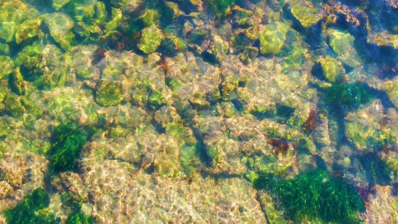 Rocky seafloor with green algae under rippled water