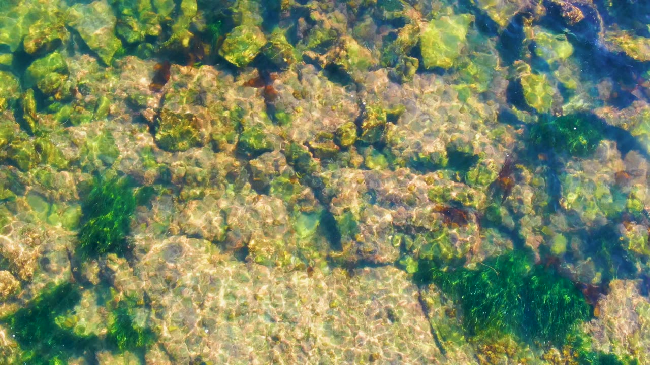 Sunlit underwater rocks in La Bocana fill the frame, with mixed green algae, darker seaweed strands, and clear water over the surface, no visible people.