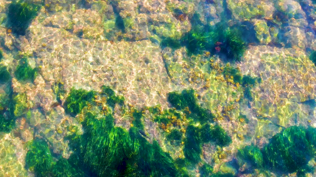 Rocky seabed with scattered green seaweed under rippled water