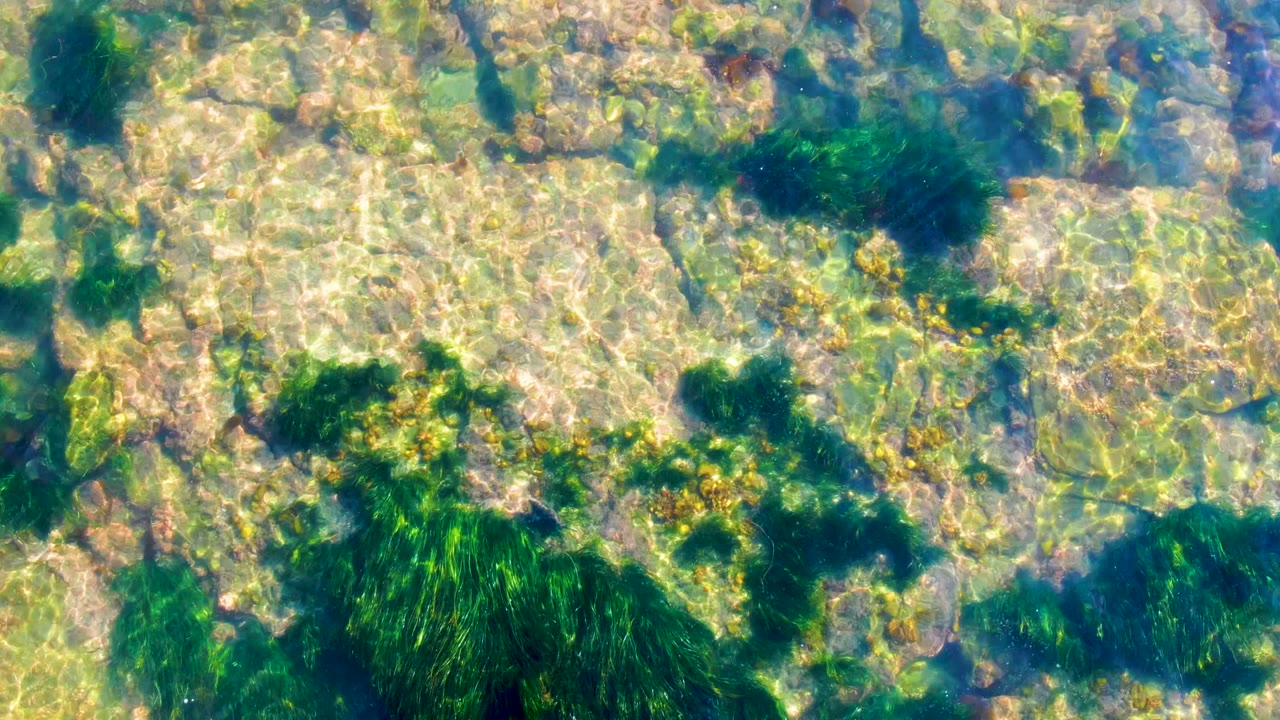 La Bocana shallow water reveals larger green seaweed tufts along pale submerged rocks, with yellow-brown growth and no visible people.