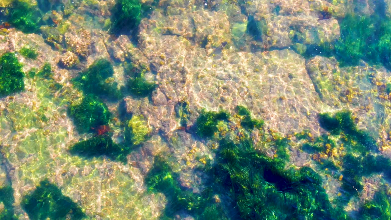 Top-down view of clear shallow water over pale rocky seabed and scattered green seaweed in La Bocana, Baja California Sur, with no visible people.
