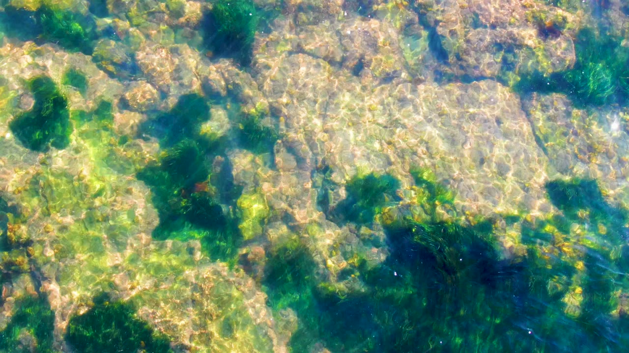 Sun ripples crossing shallow water above rocks and algae.