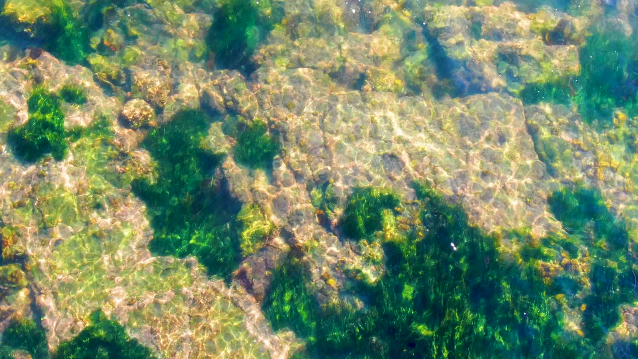 Blue-green transparent water at La Bocana reveals broad pale rock slabs and soft-edged seaweed shadows, with no visible people.