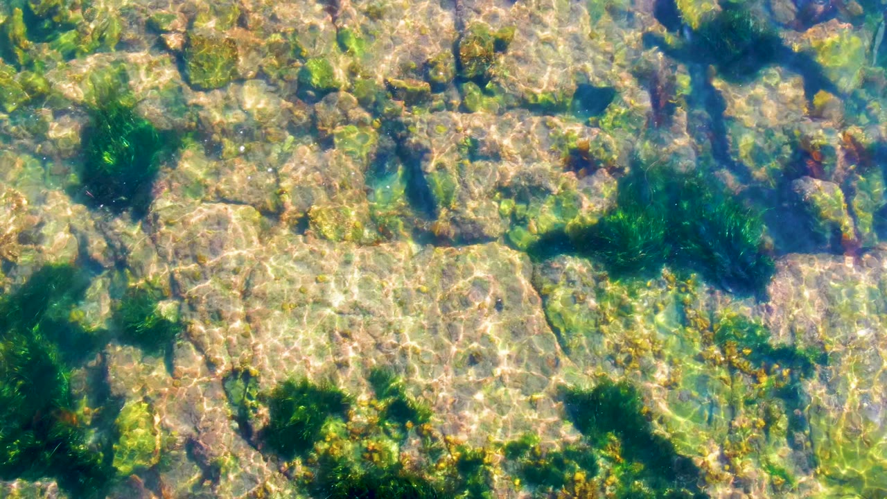 Top-down view of clear shallow water over pale rocky seabed and scattered green seaweed in La Bocana, Baja California Sur, with no visible people.