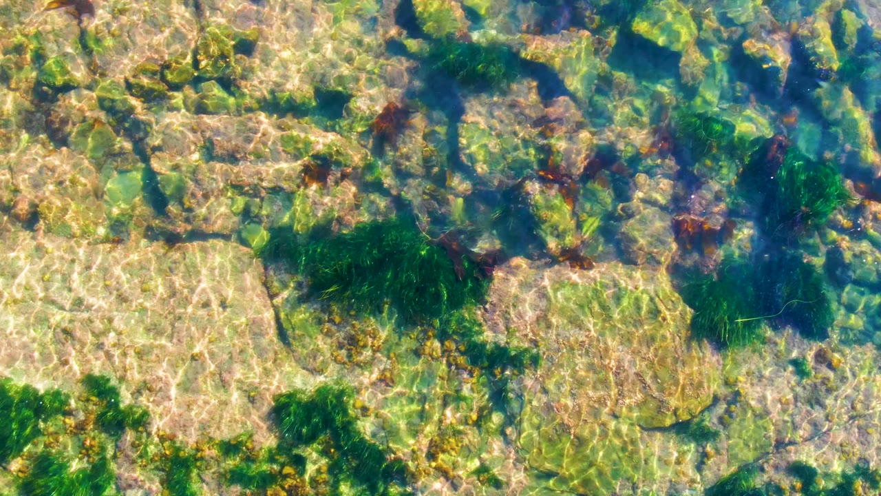 Clear shallow water in La Bocana, Baja California Sur shows flat pale rocks, green seaweed patches, and sun ripple patterns with no visible people.