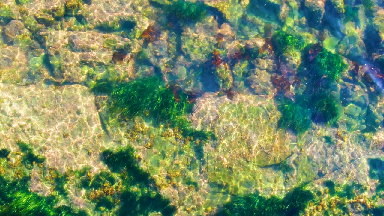 Clear water over the La Bocana seabed reveals pale rectangular rocks, green algae growth, and narrow blue water seams, with no visible people.