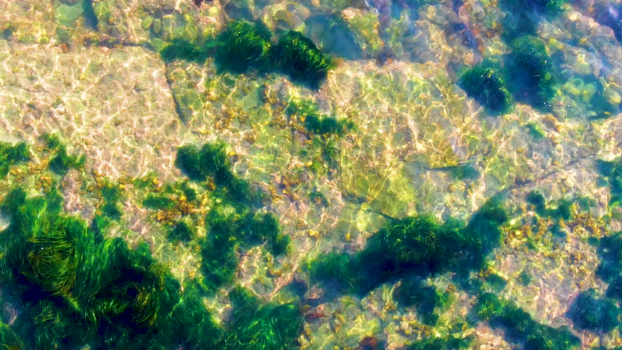Overhead view of clear shallow water in La Bocana, Baja California Sur, with pale rocks, green seaweed patches, sun ripples, and no visible people.