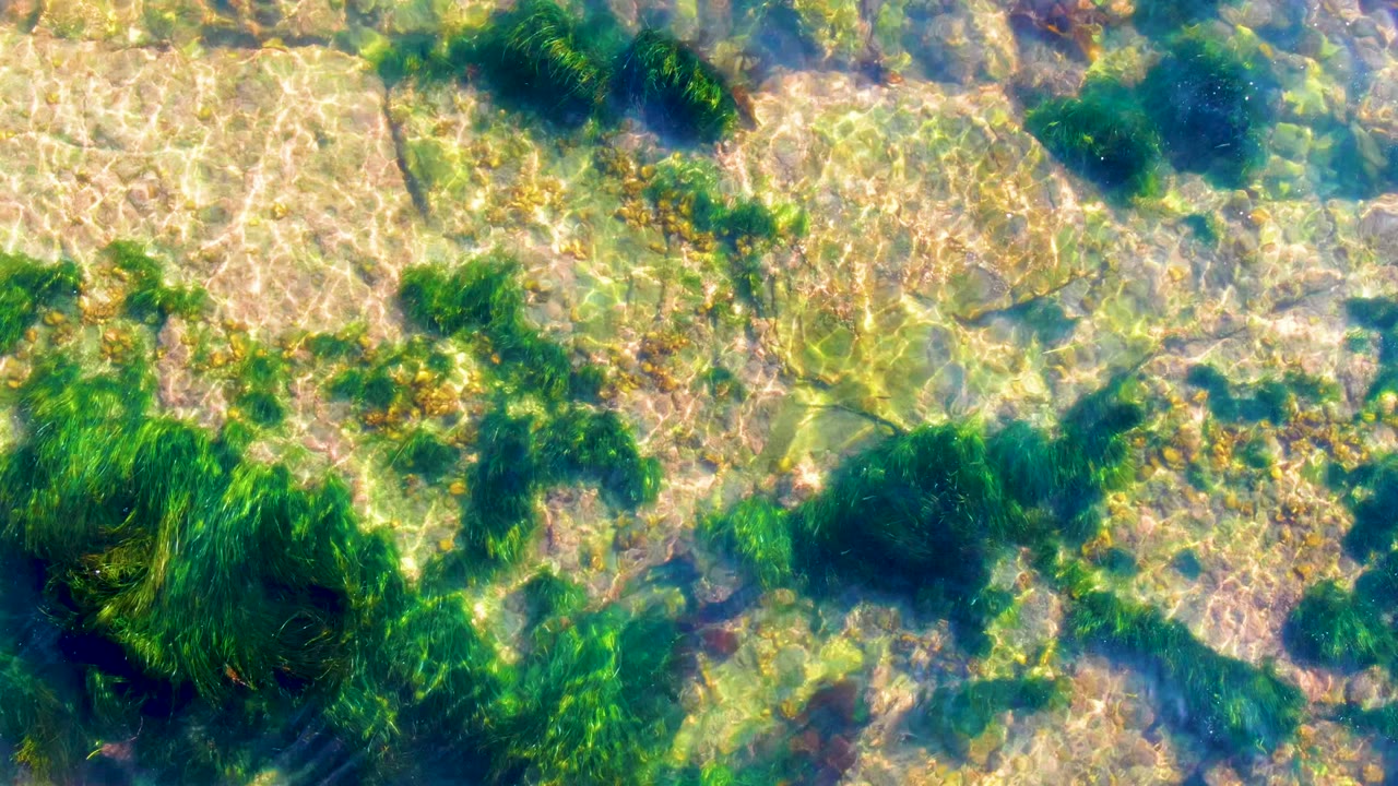 Rocky seabed with bright ripples and seaweed clusters