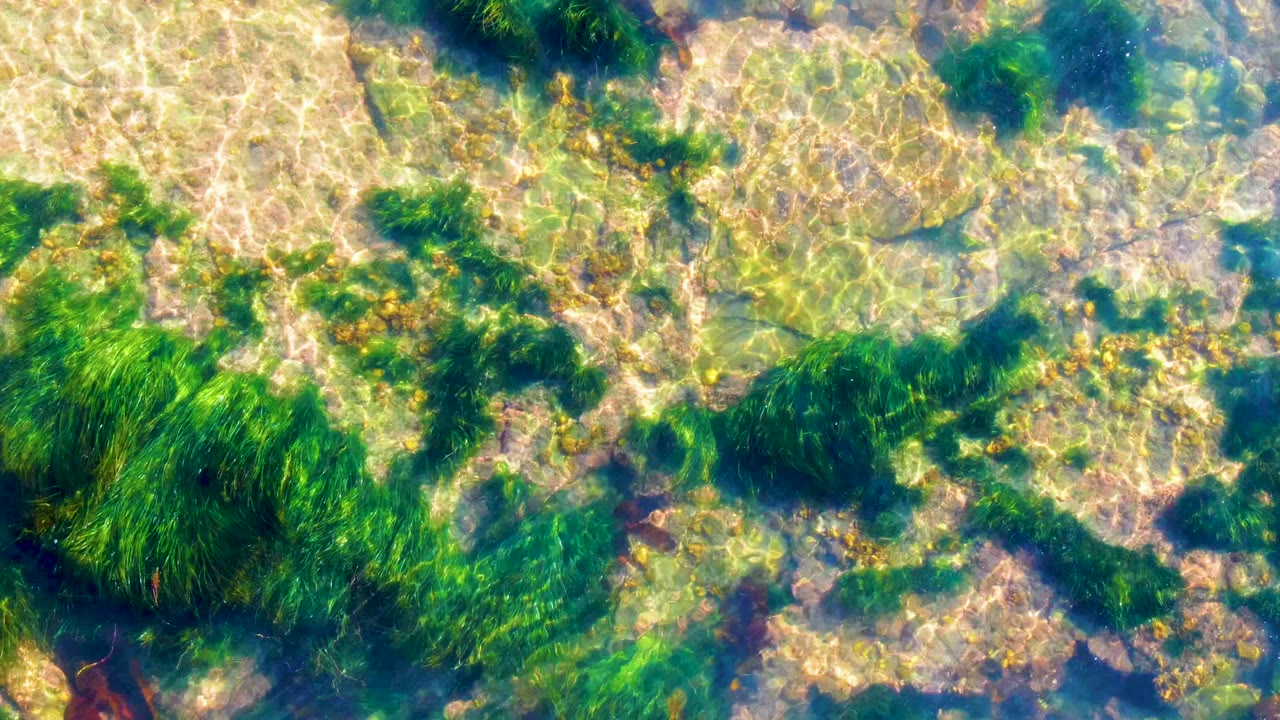 Clear overhead water view in La Bocana with dense green seaweed clumps, mottled rocks beneath the surface, blue-green water, and no visible people.