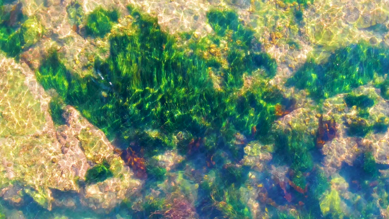 Overhead view in La Bocana, Baja California Sur, showing clear shallow water, tan rock, green seaweed patches, and no visible people.