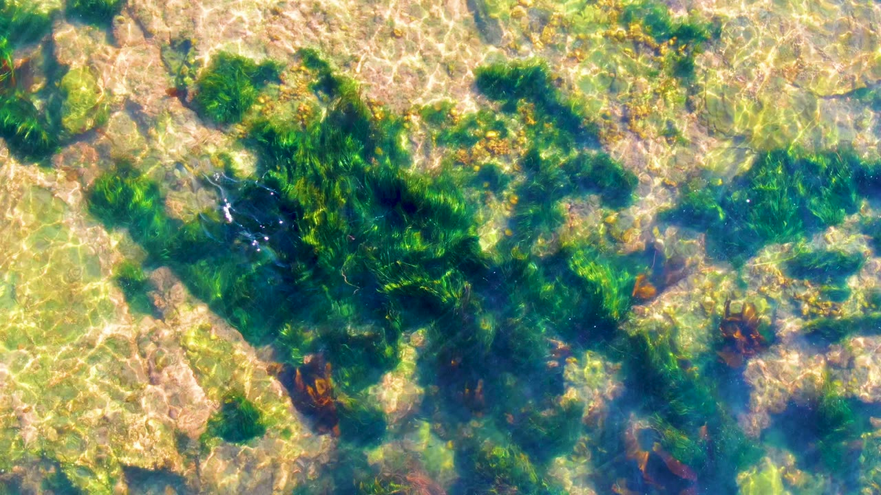 Overhead La Bocana frame with a darker green seaweed mass across the center, pale submerged rocks, rippled light, and no visible people.