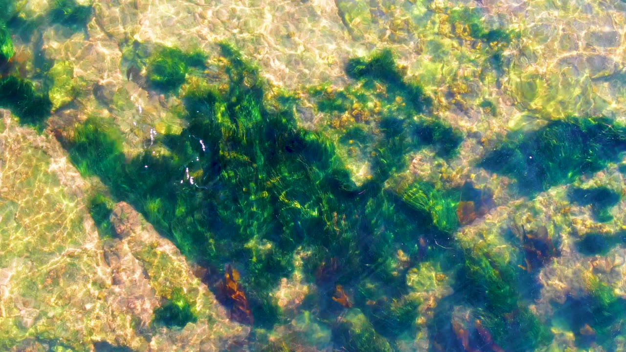 Straight-down view in La Bocana with scattered green seaweed, beige rock shelves, blue-green water, and no visible people.