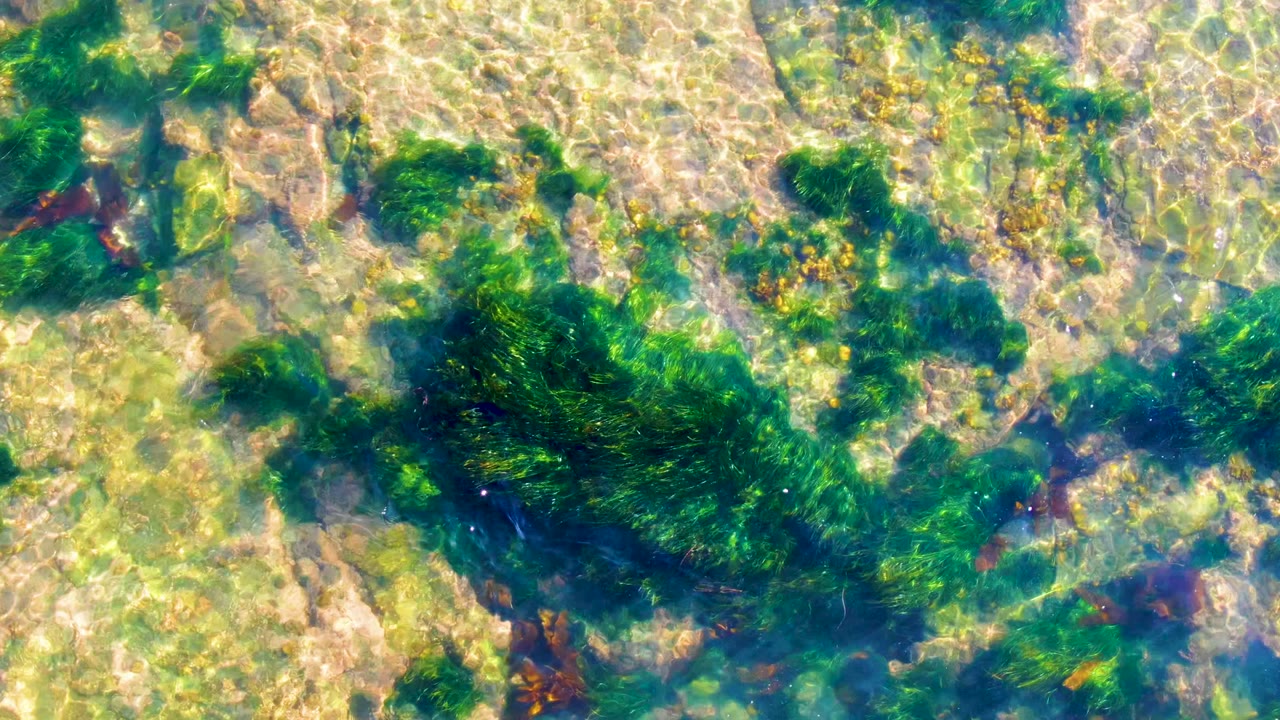 Clear shallow water in La Bocana, Baja California Sur shows dark green seaweed spread across pale rocks with sun ripples and no visible people.