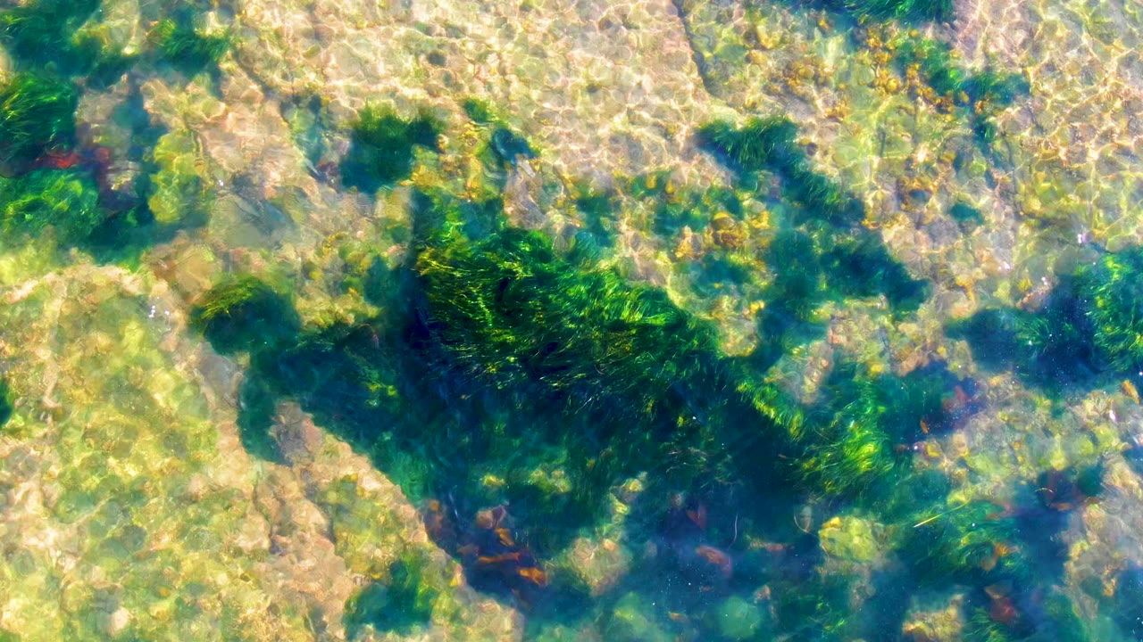 Sunlit ripples crossing green seaweed on a rocky seabed