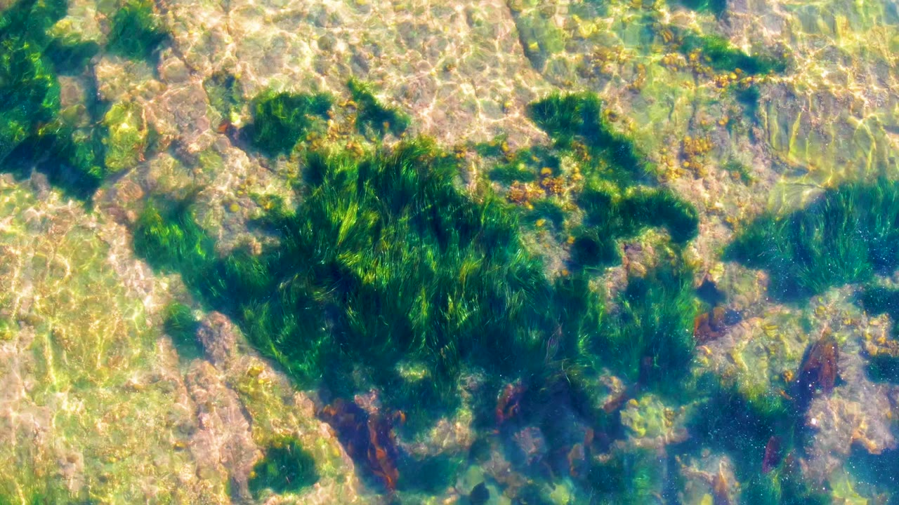 Overhead view of clear shallow water in La Bocana, Baja California Sur, with green seaweed spread across pale rocks and no visible people.