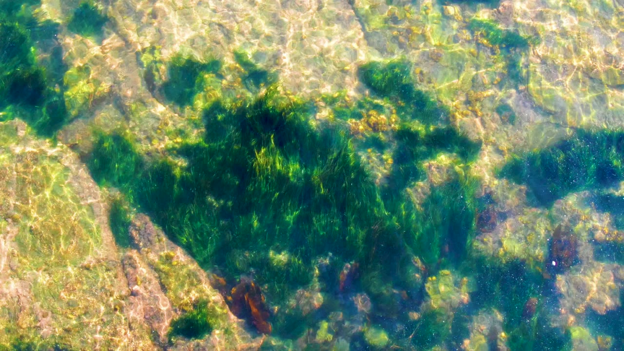 Seaweed patch under clear water with rippled sunlight