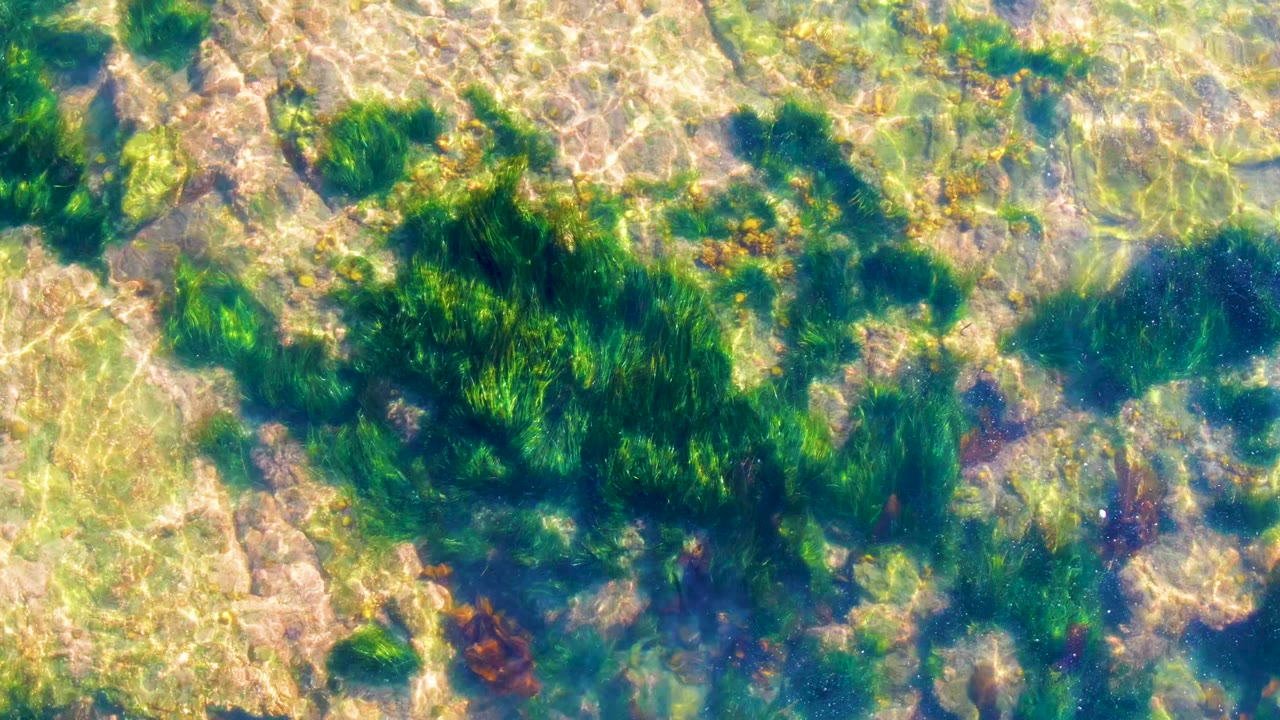 A top-down view in La Bocana, Baja California Sur, shows green seaweed crossing the center of a shallow rocky seabed with small brown plant clusters and no visible people.