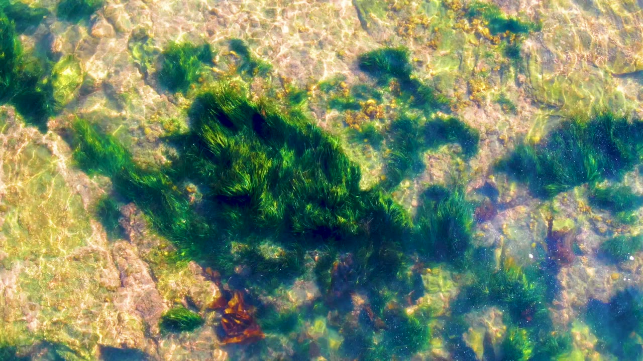 Shallow rocky ocean floor with seaweed and bright light patterns