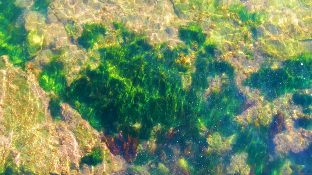 Green seaweed patch under rippled clear water.