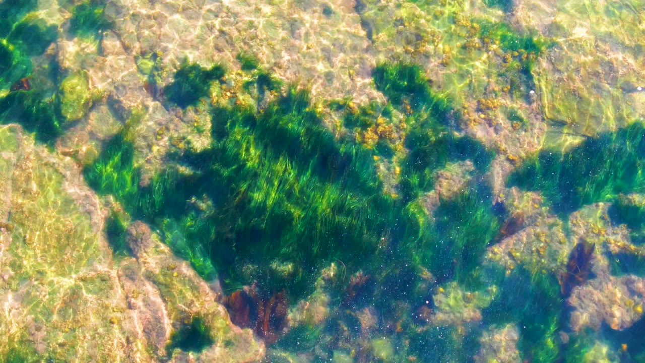 Dense green seaweed crosses the upper center of the La Bocana frame while pale rocks and amber algae show through the clear rippled water with no visible people.