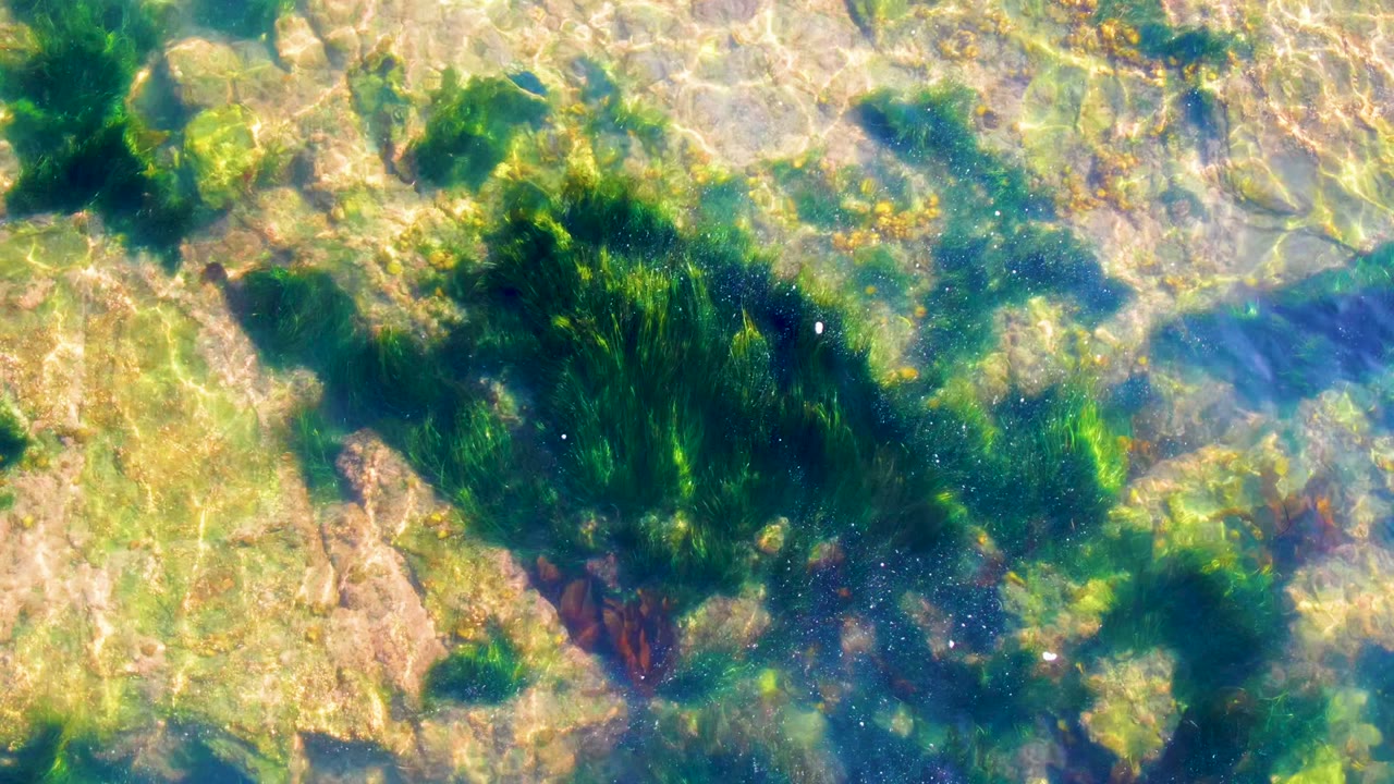 Clear shallow water in La Bocana, Baja California Sur shows tan rocks, dark green algae patches, sun ripples, and no visible people.