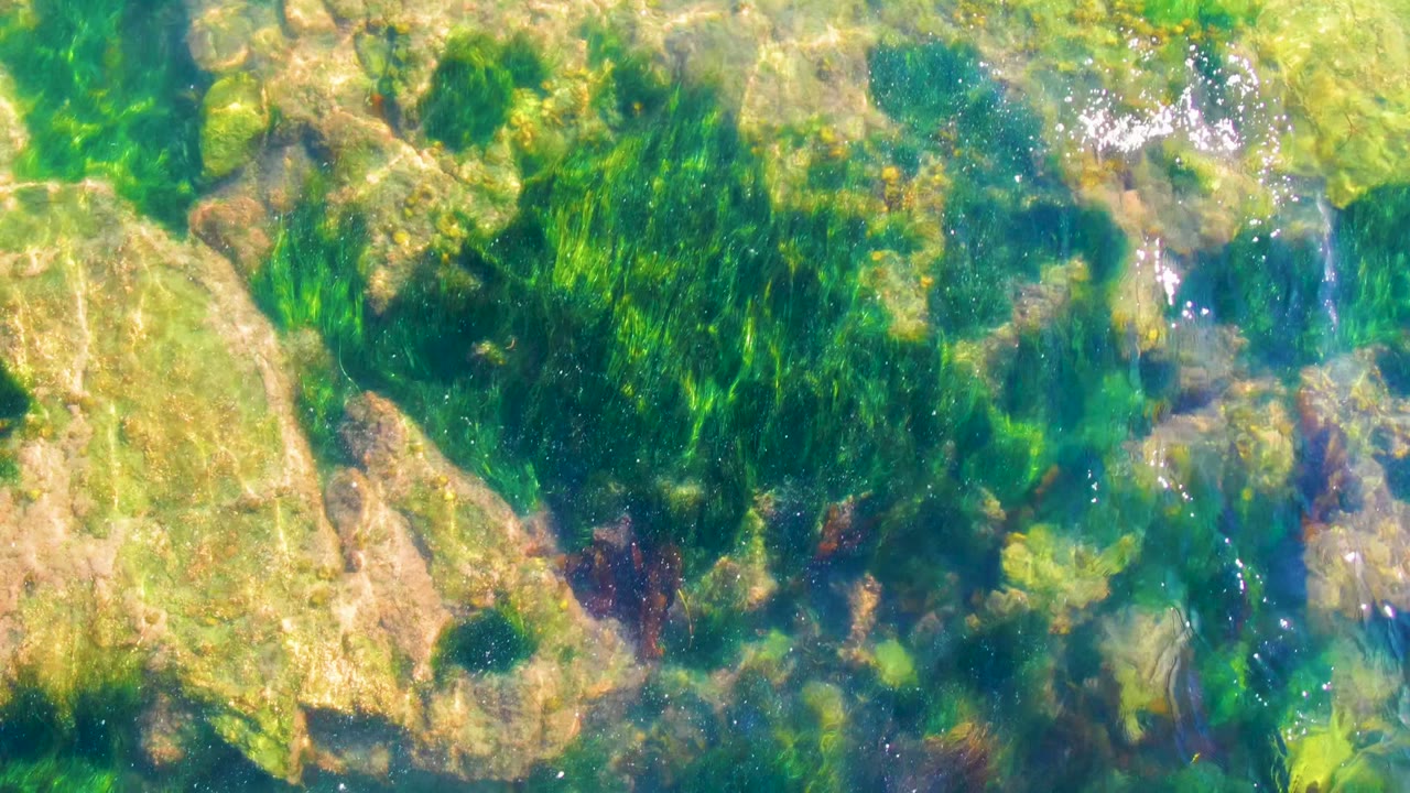 Clear water in La Bocana, Baja California Sur reveals algae-covered rocks with a small bright white streak crossing the midframe and no visible people.