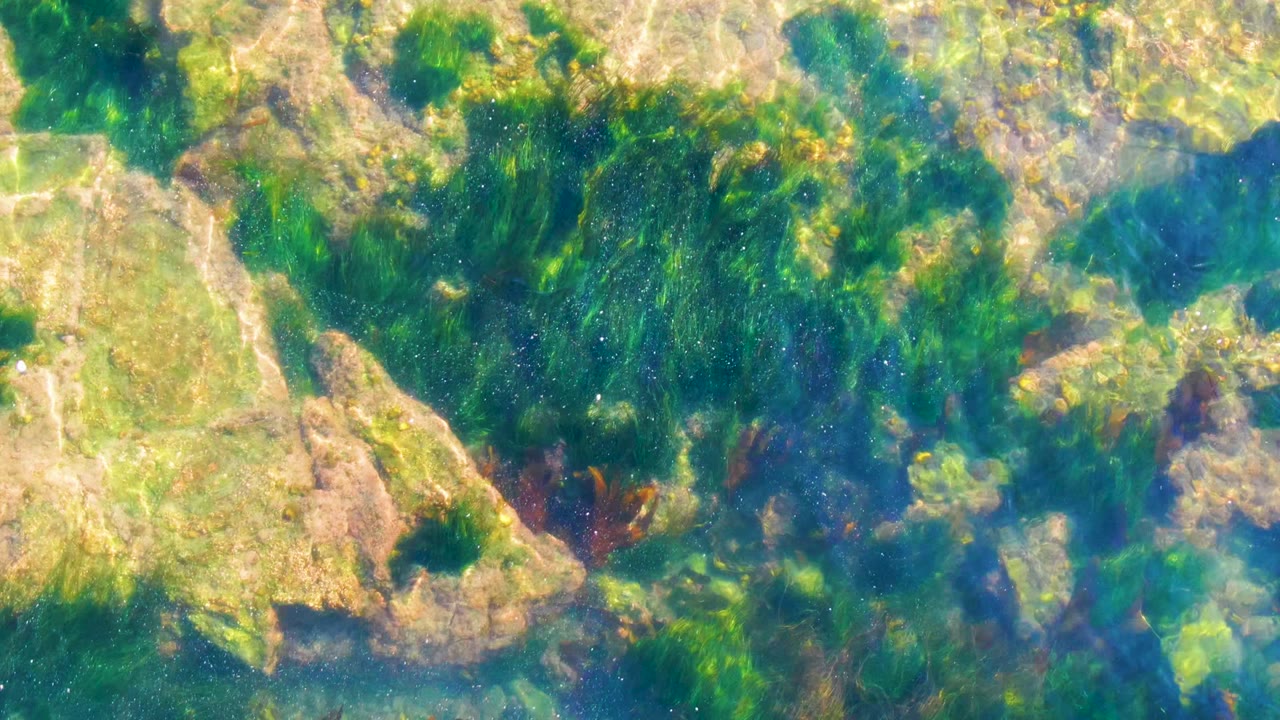 Clear shallow water in La Bocana, Baja California Sur shows pale rocks, dark green seaweed patches, blue-green water, refracted sunlight, and no visible people.