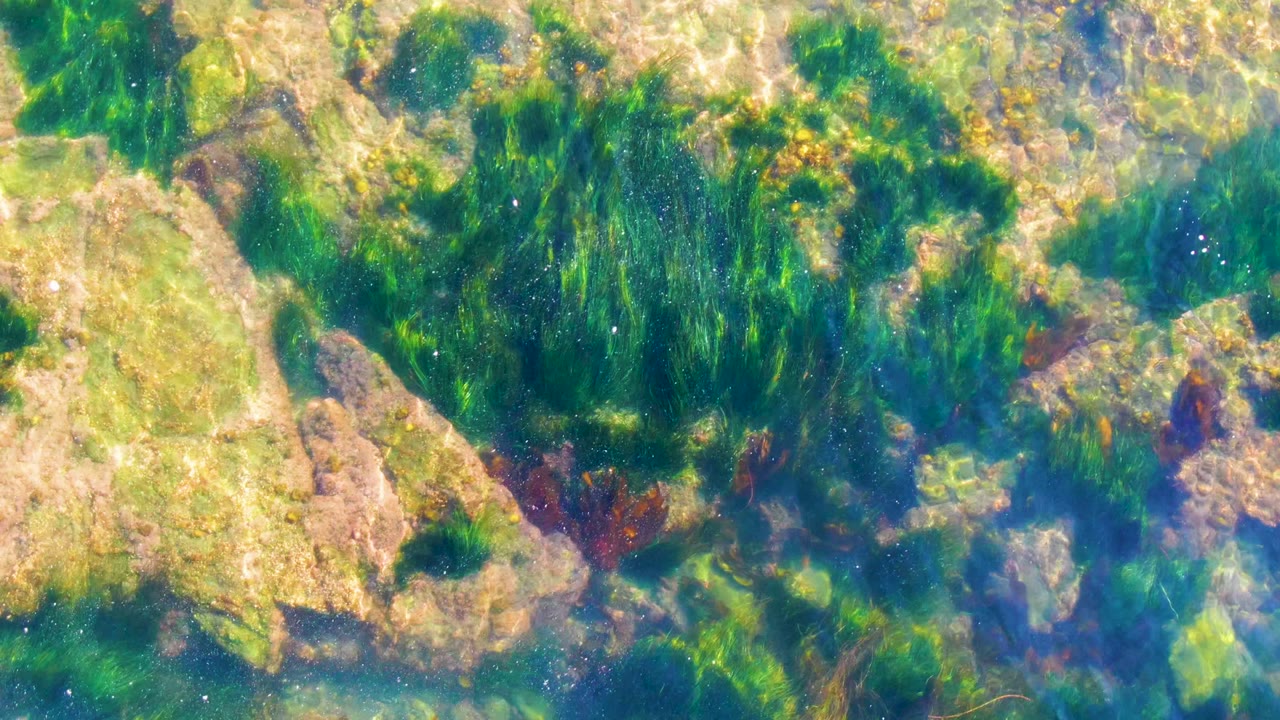 Green seaweed over pale rocks in clear water