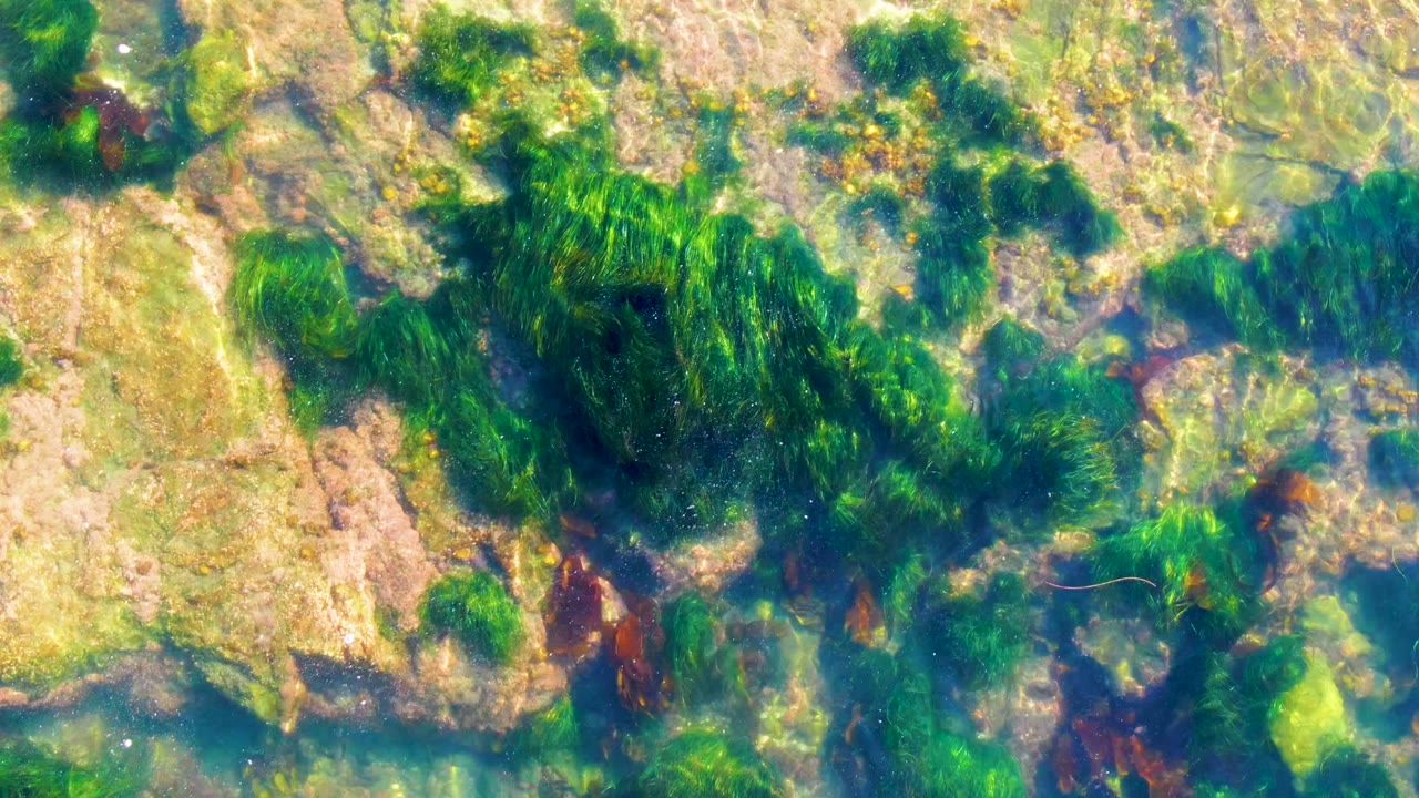 Overhead view of clear shallow water in La Bocana, Baja California Sur, showing green algae mats over tan rocks with no visible people.