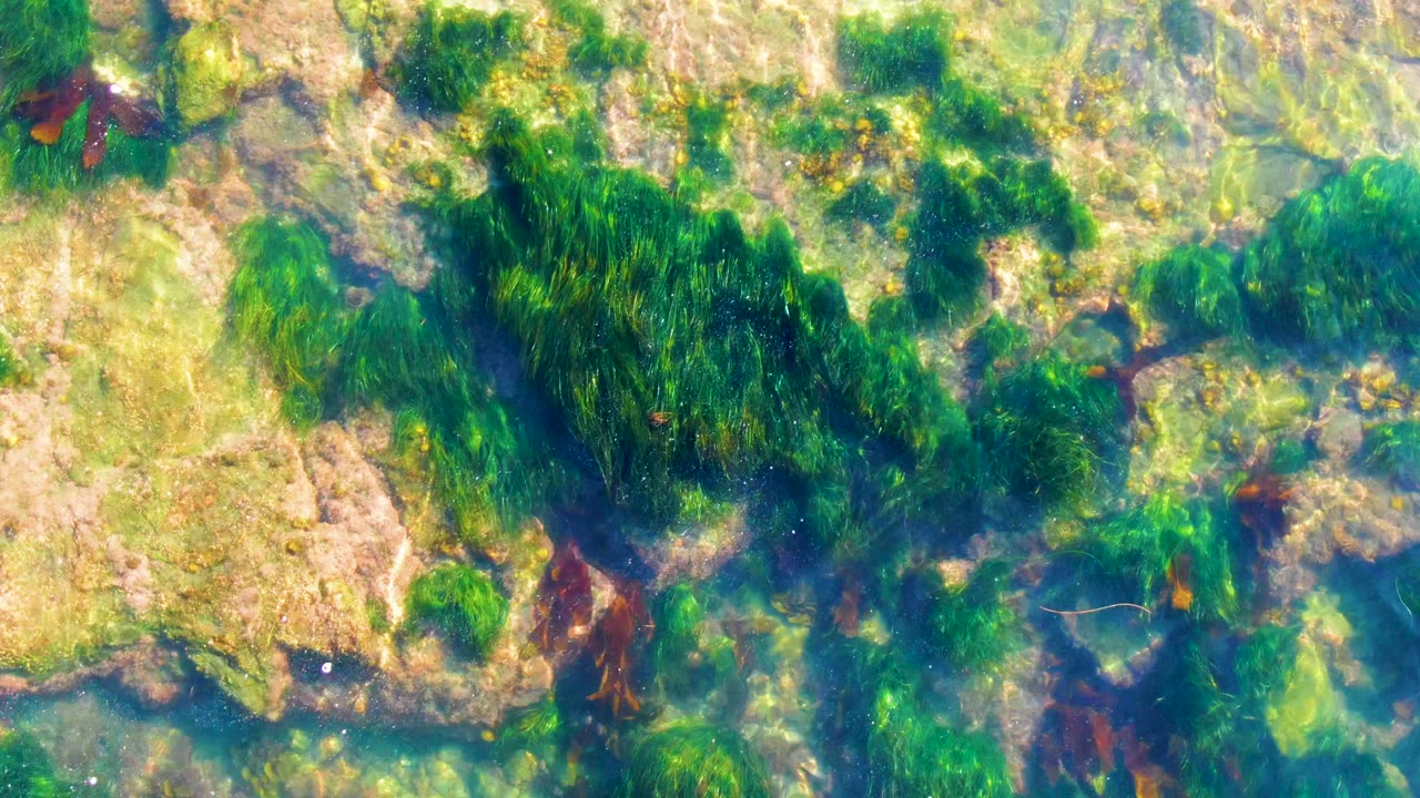 Green algae swaying over submerged rocks in clear water.